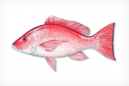 Ikan Kakap Merah #KakapMerah #Ikan #Seafood #Bali #Tuna #AnugrahTunaSupplier