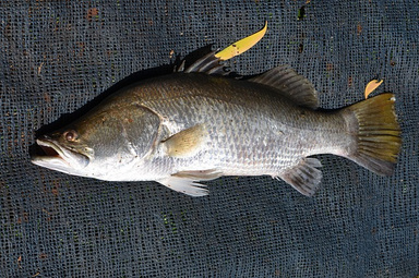 Baramundi Fish #KakapMerah #Ikan #Seafood #Bali #Tuna #AnugrahTunaSupplier